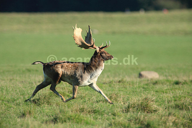 D�dyr. D�dyr p� brunstpladsen i Dyrehaven; Dama dama; J�gersborg Dyrehave / Sj�lland; ; ; pattedyr; Hjorte, Cervidae, Parrett�ede hovdyr, Artiodactyla, hjort, d�vildt, gevir, fuldskuffel, dr�vtygger, brunst, fallow deer, d�hjort, dovhjort