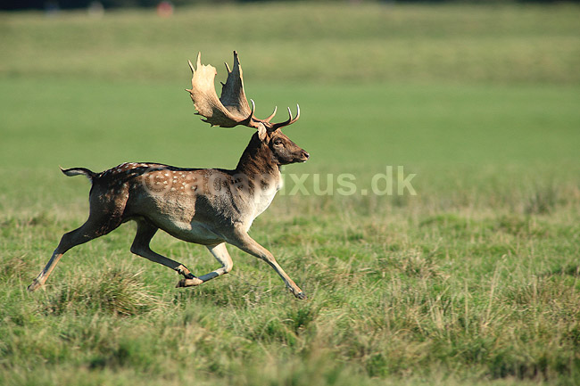 D�dyr. D�dyr p� brunstpladsen i Dyrehaven; Dama dama; J�gersborg Dyrehave / Sj�lland; ; ; pattedyr; Hjorte, Cervidae, Parrett�ede hovdyr, Artiodactyla, hjort, d�vildt, gevir, fuldskuffel, dr�vtygger, brunst, fallow deer, d�hjort, dovhjort