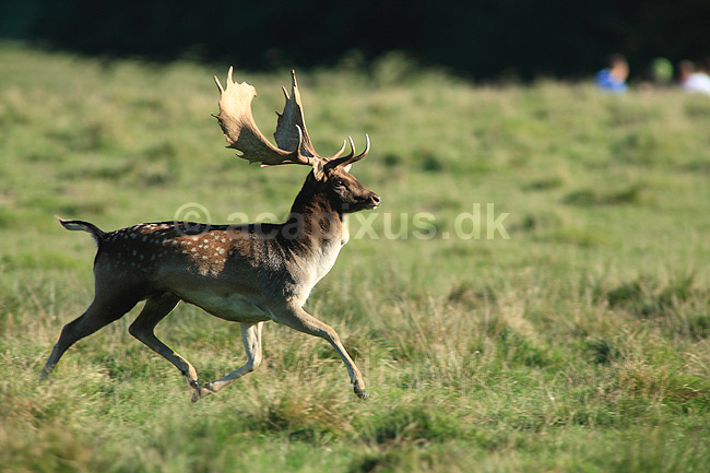D�dyr. D�dyr p� brunstpladsen i Dyrehaven; Dama dama; J�gersborg Dyrehave / Sj�lland; ; ; pattedyr; Hjorte, Cervidae, Parrett�ede hovdyr, Artiodactyla, hjort, d�vildt, gevir, fuldskuffel, dr�vtygger, brunst, fallow deer, d�hjort, dovhjort