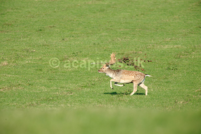 D�dyr. D�dyr med gren i geviret l�ber over brunstpladsen i Dyrehaven; Dama dama; J�gersborg Dyrehave / Sj�lland; ; ; pattedyr; Hjorte, Cervidae, Parrett�ede hovdyr, Artiodactyla, hjort, d�vildt, gevir, fuldskuffel, dr�vtygger, brunst, fallow deer, d�hjort, dovhjort