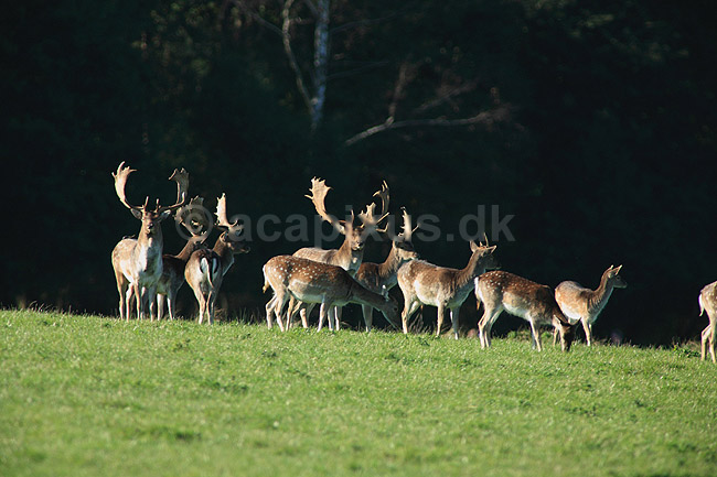 D�dyr. D�dyr p� brunstpladsen i Dyrehaven; Dama dama; J�gersborg Dyrehave / Sj�lland; ; ; pattedyr; Hjorte, Cervidae, Parrett�ede hovdyr, Artiodactyla, hjort, d�vildt, gevir, fuldskuffel, dr�vtygger, brunst, fallow deer, d�hjort, dovhjort