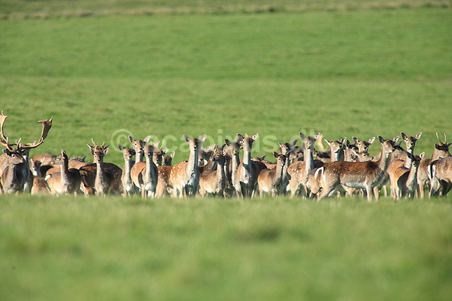 D�dyr. D�dyr p� brunstpladsen i Dyrehaven; Dama dama; J�gersborg Dyrehave / Sj�lland; ; ; pattedyr; Hjorte, Cervidae, Parrett�ede hovdyr, Artiodactyla, hjort, d�vildt, gevir, fuldskuffel, dr�vtygger, brunst, fallow deer, d�hjort, dovhjort
