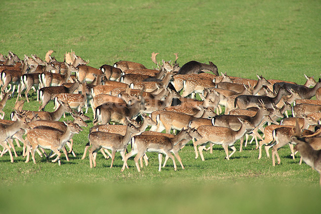 D�dyr. D�dyr p� brunstpladsen i Dyrehaven; Dama dama; J�gersborg Dyrehave / Sj�lland; ; ; pattedyr; Hjorte, Cervidae, Parrett�ede hovdyr, Artiodactyla, hjort, d�vildt, gevir, fuldskuffel, dr�vtygger, brunst, fallow deer, d�hjort, dovhjort