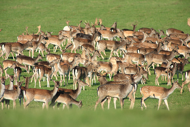 D�dyr. D�dyr p� brunstpladsen i Dyrehaven; Dama dama; J�gersborg Dyrehave / Sj�lland; ; ; pattedyr; Hjorte, Cervidae, Parrett�ede hovdyr, Artiodactyla, hjort, d�vildt, gevir, fuldskuffel, dr�vtygger, brunst, fallow deer, d�hjort, dovhjort