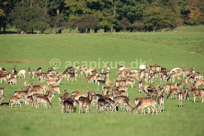 D�dyr. D�dyr p� brunstpladsen i Dyrehaven; Dama dama; J�gersborg Dyrehave / Sj�lland; ; ; pattedyr; Hjorte, Cervidae, Parrett�ede hovdyr, Artiodactyla, hjort, d�vildt, gevir, fuldskuffel, dr�vtygger, brunst, fallow deer, d�hjort, dovhjort