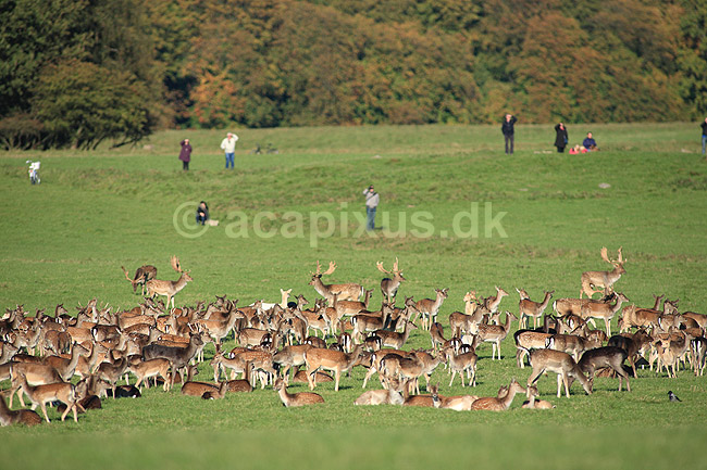 D�dyr. D�dyr p� brunstpladsen i Dyrehaven; Dama dama; J�gersborg Dyrehave / Sj�lland; ; ; pattedyr; Hjorte, Cervidae, Parrett�ede hovdyr, Artiodactyla, hjort, d�vildt, gevir, fuldskuffel, dr�vtygger, brunst, fallow deer, d�hjort, dovhjort