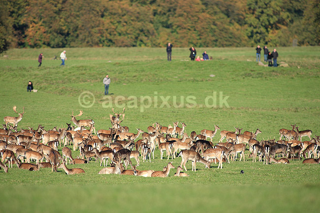 D�dyr. D�dyr p� brunstpladsen i Dyrehaven; Dama dama; J�gersborg Dyrehave / Sj�lland; ; ; pattedyr; Hjorte, Cervidae, Parrett�ede hovdyr, Artiodactyla, hjort, d�vildt, gevir, fuldskuffel, dr�vtygger, brunst, fallow deer, d�hjort, dovhjort