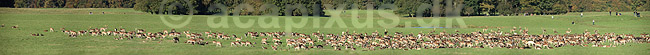 D�dyr. Panorama af d�dyr p� brunstpladsen i Dyrehaven; Dama dama; J�gersborg Dyrehave / Sj�lland; ; ; pattedyr; Hjorte, Cervidae, Parrett�ede hovdyr, Artiodactyla, hjort, d�vildt, gevir, fuldskuffel, dr�vtygger, brunst, fallow deer, d�hjort, dovhjort