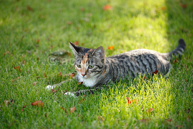Huskat. Halv voksen kattekilling leger p� gr�spl�ne; Felis catus; ; ; ; pattedyr; Rovdyr, Carnivora, Katte, Felidae, huskatte, tunge, kattetunge, kat