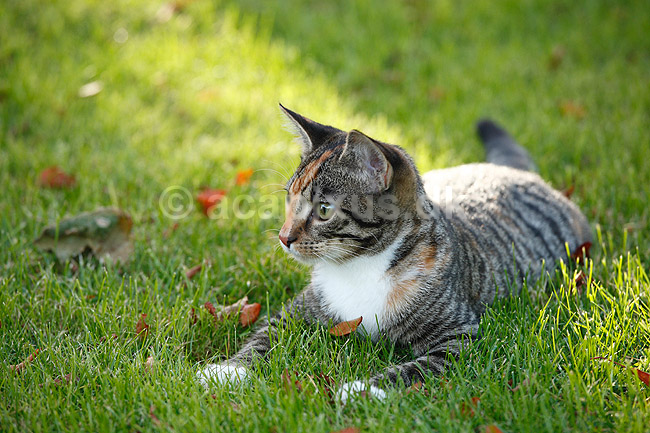 Huskat. Halv voksen kattekilling leger p� gr�spl�ne; Felis catus; ; ; ; pattedyr; Rovdyr, Carnivora, Katte, Felidae, huskatte, tunge, kattetunge, kat