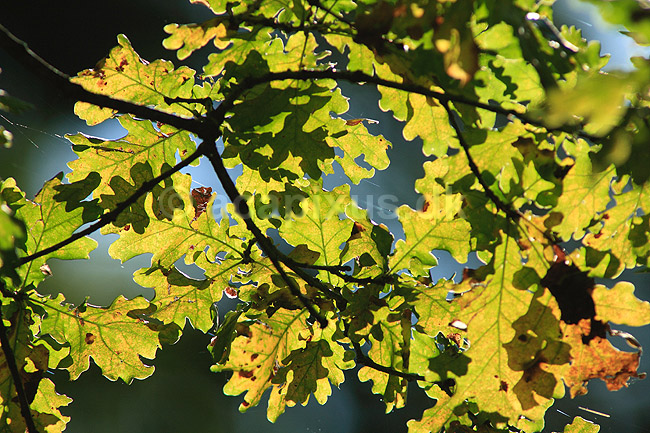 Egeblade. Efter�rsblade af eg gennemlyst af solen; Quercus robur; J�gersborg Dyrehave; ; ; planter; B�ge-ordenen, Fagales, tr�er, egetr�, egetr�er, eg, efter�rsblade