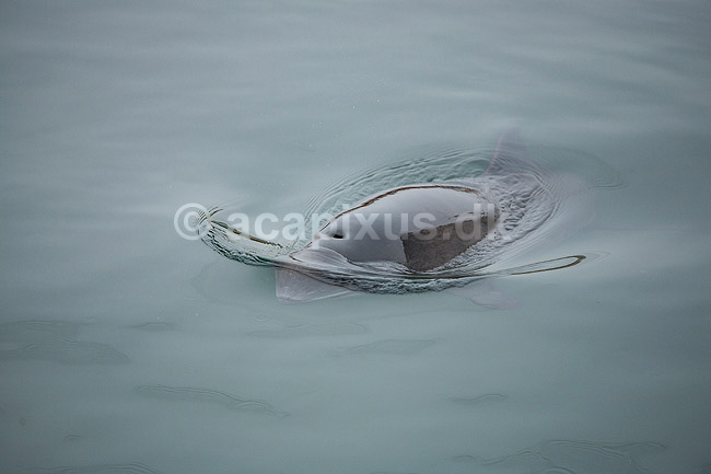 Marsvin. Marsvin tr�kker luft gennem �ndehul i Fjord og B�lt i Kerteminde p� Fyn; Phocoena phocoena; Kerteminde; ; ; Pattedyr; Hvaler, hval, tandhval, tandhvaler. Cetacea, Phocoenidae