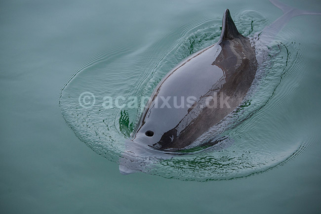 Marsvin. Marsvin tr�kker luft gennem �ndehul i Fjord og B�lt i Kerteminde p� Fyn; Phocoena phocoena; Kerteminde; ; ; Pattedyr; Hvaler, hval, tandhval, tandhvaler. Cetacea, Phocoenidae