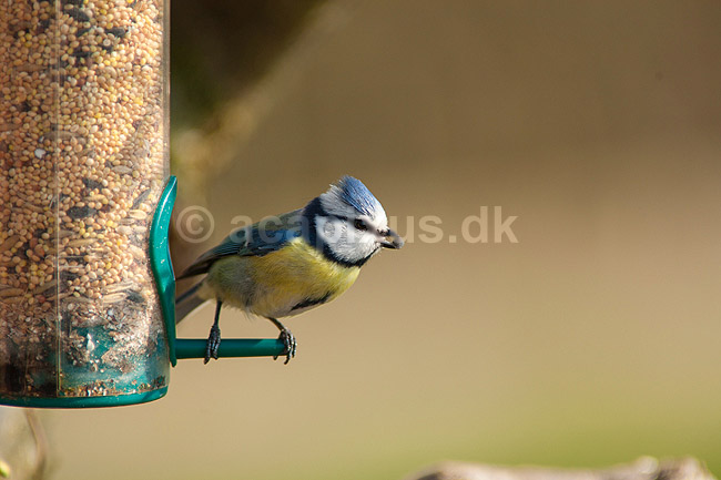 Bl�mejse. Bl�mejse med fr� i n�bet p� foderbr�t i have; Parus caeruleus; M�l�v; ; ; fugle; Bl�mejser, Mejser, Paridae, Spurvefugle, Passeriformes