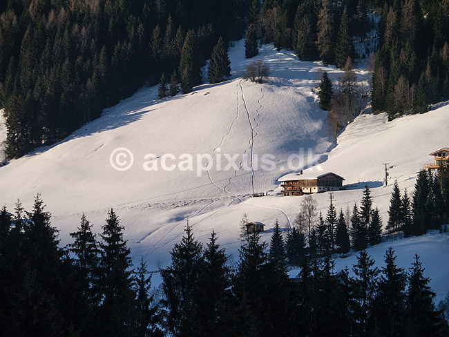 Alpbach. Bjergside med sne, bondehus og spor efter off-piste slalom i de �striske Alper; ; Alpbach; �strig; ; ; Slalom, sne, skil�b, ski, vinter, vintersport, sport, fritid, Alperne, �sterreich, skiferie