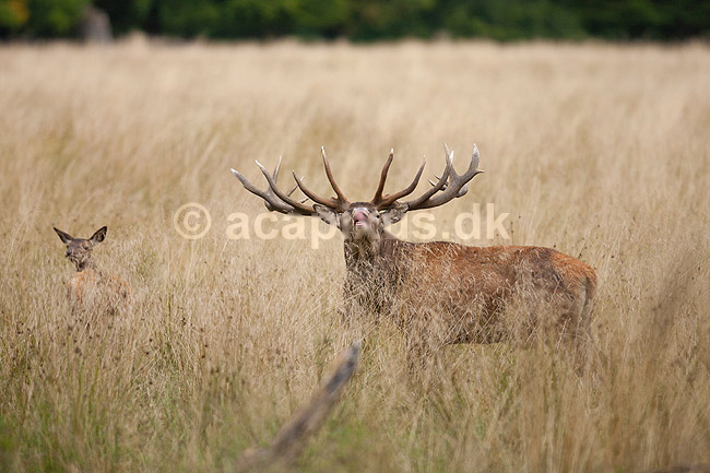 Kronhjort. Kronhjort indsnuser pheromoner under brunst perioden; Cervus elaphus; J�gersborg Dyrehave / Sj�lland; ; ; pattedyr; Hjorte, kronhjorte, Cervidae, Parrett�ede hovdyr, Artiodactyla, Krondyr, Red deer, kronvildt, krondyr, kronhjorte, brunst, hjort