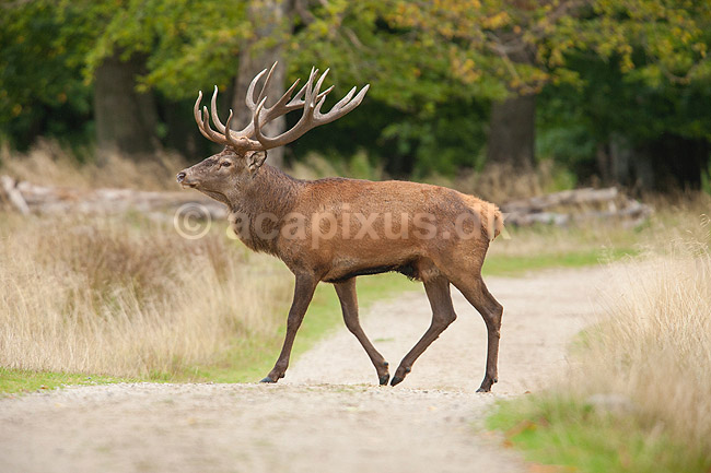 Kronhjort. Kronhjort i Dyrehaven; Cervus elaphus; J�gersborg Dyrehave / Sj�lland; ; ; pattedyr; Hjorte, kronhjorte, Cervidae, Parrett�ede hovdyr, Artiodactyla, Krondyr, Red deer, kronvildt, krondyr, kronhjorte, brunst, hjort