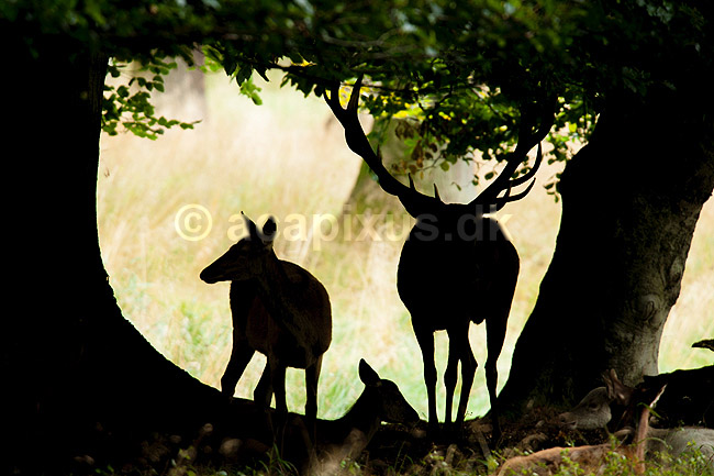 Kronhjort. Kronhjort og kronhind i silhouette i skyggen under b�getr�; Cervus elaphus; J�gersborg Dyrehave / Sj�lland; ; ; pattedyr; Hjorte, kronhjorte, Cervidae, Parrett�ede hovdyr, Artiodactyla, Krondyr, Red deer, kronvildt, krondyr, kronhjorte, brunst, hjort