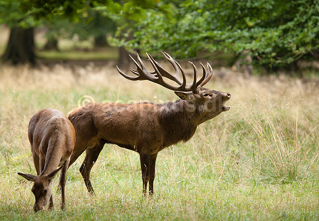 Kronhjort. Br�lende kronhjort  i sit revir under brunstperioden; Cervus elaphus; J�gersborg Dyrehave / Sj�lland; ; ; pattedyr; Hjorte, kronhjorte, Cervidae, Parrett�ede hovdyr, Artiodactyla, Krondyr, Red deer, kronvildt, krondyr, kronhjorte, brunst, hjort