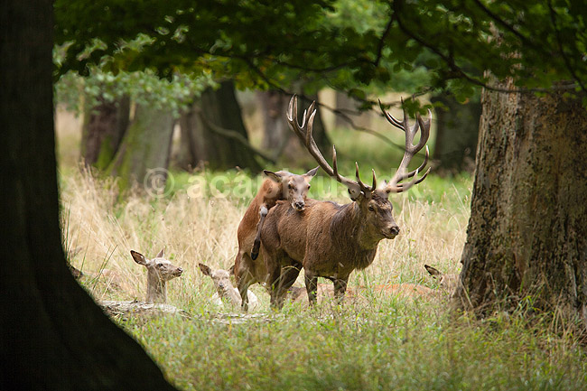 Kronhjorte. Kronhind g�r kronhjort opm�rksom p� at hun er befrugtningsklar under brunst perioden; Cervus elaphus; J�gersborg Dyrehave / Sj�lland; ; ; pattedyr; Hjorte, kronhjorte, Cervidae, Parrett�ede hovdyr, Artiodactyla, Krondyr, Red deer, kronvildt, krondyr, kronhjorte, brunst, hjort, parring