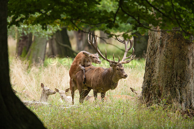 Kronhjorte. Kronhind g�r kronhjort opm�rksom p� at hun er befrugtningsklar under brunst perioden; Cervus elaphus; J�gersborg Dyrehave / Sj�lland; ; ; pattedyr; Hjorte, kronhjorte, Cervidae, Parrett�ede hovdyr, Artiodactyla, Krondyr, Red deer, kronvildt, krondyr, kronhjorte, brunst, hjort, parring