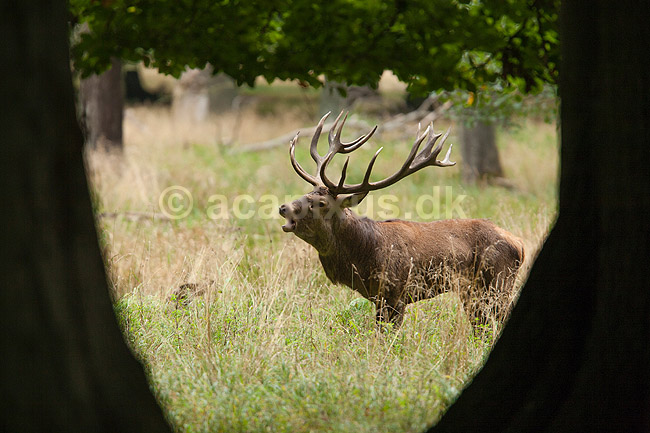 Kronhjort. Br�lende kronhjort i sit revir bag b�gestammer under brunstperioden; Cervus elaphus; J�gersborg Dyrehave / Sj�lland; ; ; pattedyr; Hjorte, kronhjorte, Cervidae, Parrett�ede hovdyr, Artiodactyla, Krondyr, Red deer, kronvildt, krondyr, kronhjorte, brunst, hjort
