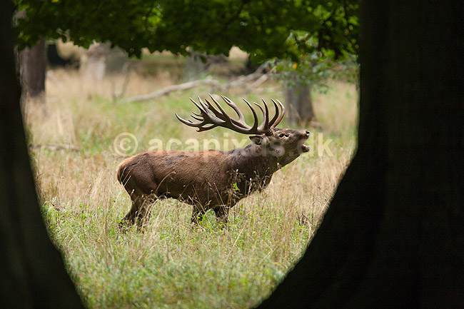 Kronhjort. Br�lende kronhjort i sit revir bag b�gestammer under brunstperioden; Cervus elaphus; J�gersborg Dyrehave / Sj�lland; ; ; pattedyr; Hjorte, kronhjorte, Cervidae, Parrett�ede hovdyr, Artiodactyla, Krondyr, Red deer, kronvildt, krondyr, kronhjorte, brunst, hjort