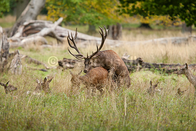 Kronhjorte. Kronhjort bed�gger kronhind under brunst perioden i Dyrehaven; Cervus elaphus; J�gersborg Dyrehave / Sj�lland; ; ; pattedyr; Hjorte, kronhjorte, Cervidae, Parrett�ede hovdyr, Artiodactyla, Krondyr, Red deer, kronvildt, krondyr, kronhjorte, brunst, hjort, parring, sex, reproduktion, gevir