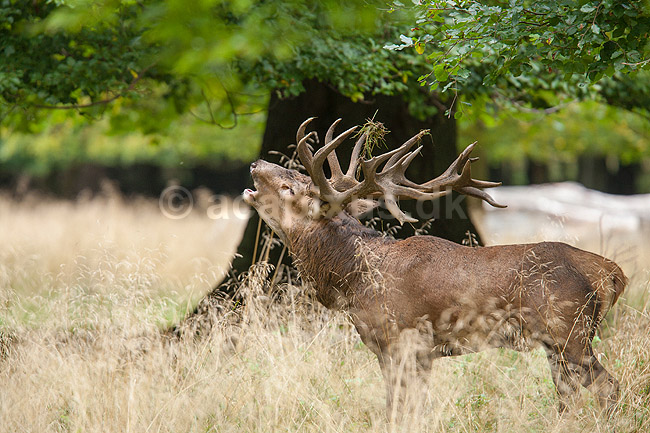 Kronhjort. Br�lende kronhjort i sit revir under brunstperioden; Cervus elaphus; J�gersborg Dyrehave / Sj�lland; ; ; pattedyr; Hjorte, kronhjorte, Cervidae, Parrett�ede hovdyr, Artiodactyla, Krondyr, Red deer, kronvildt, krondyr, kronhjorte, brunst, hjort