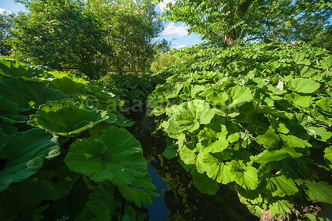 Hestehov. R�d Hestehov voksende p� brinkerne af M�l�v �. Ogs� kendt som skr�ppe, tordenskr�ppe, pestilensurt; Petasites hybridus; M�l�v; ; ; Planter; R�rhannede, Asteranae, Kurveblomst-familien, Asteraceae, Compositae