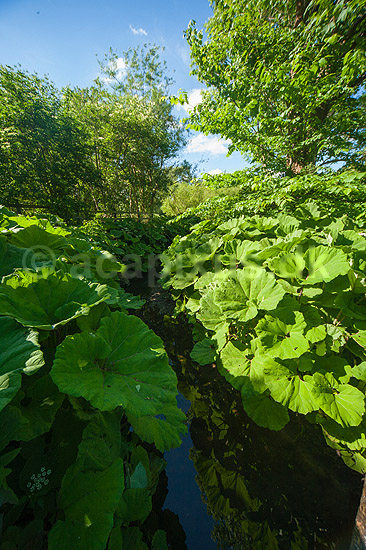 Hestehov. R�d Hestehov voksende p� brinkerne af M�l�v �. Ogs� kendt som skr�ppe, tordenskr�ppe, pestilensurt; Petasites hybridus; M�l�v; ; ; Planter; R�rhannede, Asteranae, Kurveblomst-familien, Asteraceae, Compositae