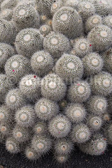 Kaktus. Kaktus fra Mexico (Baja California) i Cactus Garden Guatiza p� Lanzarote i De Kanariske �er; Mammillaria albicans; Lanzarote / Guatiza; Spanien; ; Planter; succulent, succulenter, sukkulent, sukkulenter