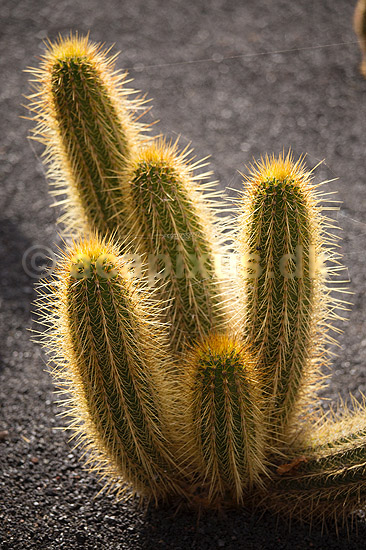 Kaktus. Kaktus i Cactus Garden Guatiza p� Lanzarote i De Kanariske �er; ; Lanzarote / Guatiza; Spanien; ; Planter; succulent, succulenter, sukkulent, sukkulenter