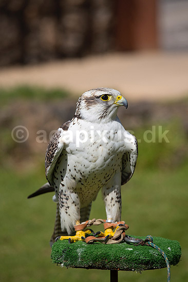 Falk. Falk ved fugleshow i Rancho Texas Park p� Lanzarote; ; Lanzarote; Spanien; ; Fugle; 