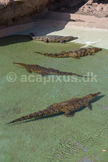 Saltvandskrokodiller. Saltvands krokodiller i Rancho Texas Park på Lanzarote i De Kanariske Øer; Crocodylus johnsoni, Crocodylidae; Lanzarote; Spanien; ; Krybdyr; 