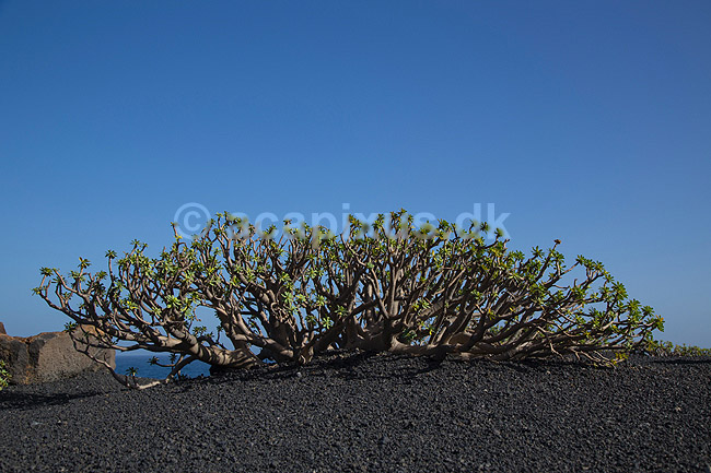 Pionerplante. Pionerplanter p� lavasletten Malpais de la Corona p� den nordlige del af Lanzarote i De Kanariske �er; ; Lanzarote; Spanien; ; Planter; succulent, succulenter, sukkulent, sukkulenter, pionerplanter
