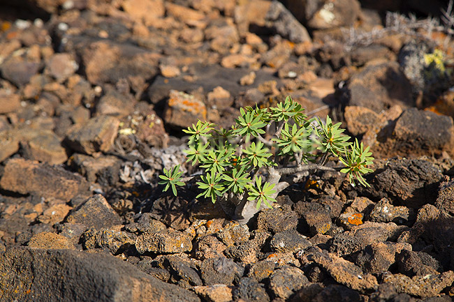 Pionerplante. Pionerplanter p� lavasletten Malpais de la Corona p� den nordlige del af Lanzarote i De Kanariske �er; ; Lanzarote; Spanien; ; Planter; succulent, succulenter, sukkulent, sukkulenter, pionerplanter