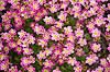 Stenbr�k. Blomstrende stenbr�k Saxifraga M�l�v   planter Blomster, blomst, staude, stauder, stenbedsplanter