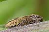 Ellecikade.   Led�je   insekter N�bmundede