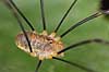 Mejer Opilio parietinus Led�je   spindlere Mejere, Opilionidae