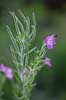 Dunet dueurt. Blomst og fr�stande af dueurt Epilobium parviflorum    Planter Natlysfamilien, Oenotheraceae, Onagraceae, Myrte-ordenen, Myrtales