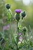 Horse-tidsel. Blomsterstande p� horsetidsel Cirsium vulgare    Planter Tidsler, Kurveblomst-familien, Asteraceae, Compositae, ukrudt