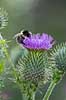 Horse-tidsel. Bi s�ger pollen p� blomsterstand af horsetidsel Cirsium vulgare    Planter Tidsler, Kurveblomst-familien, Asteraceae, Compositae, ukrudt