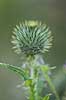 Horse-tidsel. Blomsterknop p� horsetidsel Cirsium vulgare    Planter Tidsler, Kurveblomst-familien, Asteraceae, Compositae, ukrudt