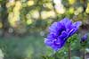Fransk anemone Anemone coronaria    Planter Anemoner, franske anemoner, haveplante, haveplanter, prydplante, prydplanter, l�gplante, l�gplanter, staude, stauder