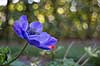 Fransk anemone Anemone coronaria    Planter Anemoner, franske anemoner, haveplante, haveplanter, prydplante, prydplanter, l�gplante, l�gplanter, staude, stauder