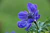 Fransk anemone Anemone coronaria    Planter Anemoner, franske anemoner, haveplante, haveplanter, prydplante, prydplanter, l�gplante, l�gplanter, staude, stauder
