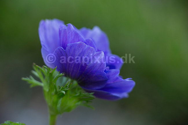 Fransk anemone; Anemone coronaria; ; ; ; Planter; Anemoner, franske anemoner, haveplante, haveplanter, prydplante, prydplanter, l�gplante, l�gplanter, staude, stauder