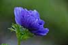 Fransk anemone Anemone coronaria    Planter Anemoner, franske anemoner, haveplante, haveplanter, prydplante, prydplanter, l�gplante, l�gplanter, staude, stauder