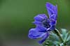 Fransk anemone Anemone coronaria    Planter Anemoner, franske anemoner, haveplante, haveplanter, prydplante, prydplanter, l�gplante, l�gplanter, staude, stauder
